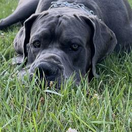 Great Dane puppies from BkB’s House of Danes