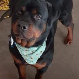 Rottweilers from Vom Hause Goldengift Rottweilers