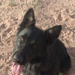 Venom - Black seal male German Shepherd puppy in Chambers, Arizona from Devil-Dog Shepherds
