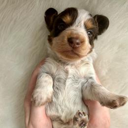 Boy - Piebald male Dachshund puppy in Spicer, Minnesota from Arrow Valley