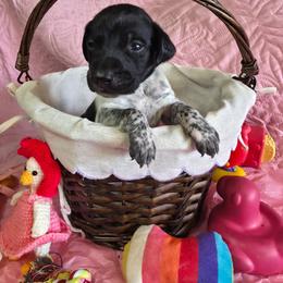 Domino Girl 7 - Black roan female German Shorthaired Pointer puppy in Banning, California from ⭐🦆 So Cal on Point GSP'S🇺🇲🇩🇪 lg