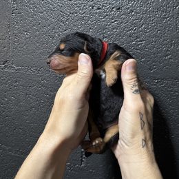 Mr Red - Black and tan male Airedale Terrier puppy in Mooresville, North Carolina from Farm 55