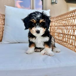 Amethyst - Purple Collar Girl - Tri-color female Bernedoodle puppy in Highland, Utah from Angel Pups Deluxe