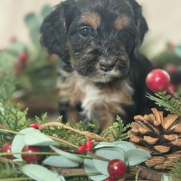 Fern - Black white and tan female Cockapoo puppy in Saint Louis, Missouri from Jax Doodles