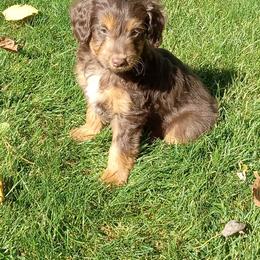 Ian - male Aussiedoodle puppy in Milford, Indiana from Olde Heritage K-9