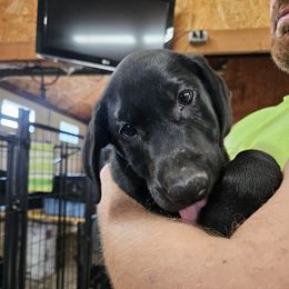 Tony (Teal Collar) - Black male Labrador Retriever puppy in Boyd, Minnesota from Lindley Labradors