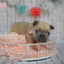 Arwen - Fawn female French Bulldog puppy in Loxahatchee, Florida from Blue Wonder Frenchies