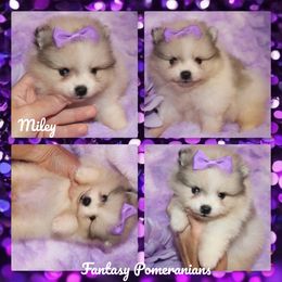 Miley - Orange parti female Pomeranian puppy in Anna, Texas from Fantasy Pomeranians & Fantasy Aussies