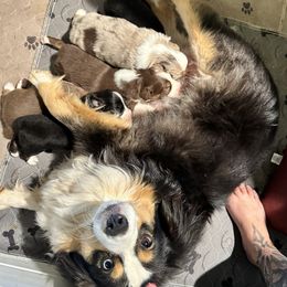 Miniature American Shepherd and Miniature Australian Shepherd Puppies from Whiskeytown Aussies