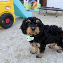 Maxine - Black and tan female Cavapoo puppy in Wamego, Kansas from Doodles of Oz