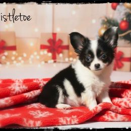 Mistletoe - Black and white female Chihuahua puppy in Demorest, Georgia from Sourpatch Chihuahuas