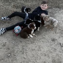 Australian Shepherd Puppies from Heritage Australian Shepherds