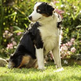 Gigi - Miniature American Shepherd