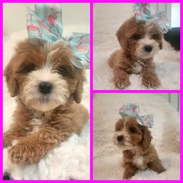 Goldendoodle Puppies from KK's Doodle Bunch