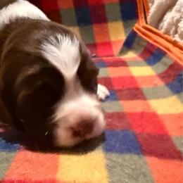 Porter Wagner - White and liver male English Springer Spaniel puppy in Memphis, Tennessee from Lynn Bee Avenue