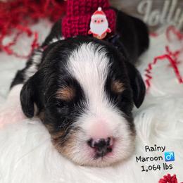 Maroon - Tri-color male Bernedoodle puppy in Rockledge, Florida from Stormie's Doodles