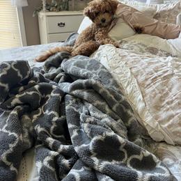 Goldendoodle, Poodle, and Shihpoo Puppies from Geise Meadow Doodles