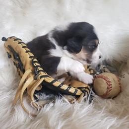 Australian Shepherd Puppies from Kelbrook Farm Australian Shepherds