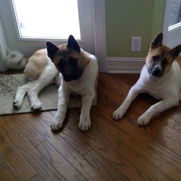 Akita Puppies from 239 Sunshine Akitas