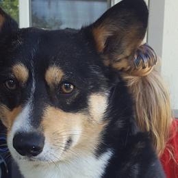 Pembroke Welsh Corgis from Corgi Noodles Garden