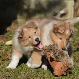 Collie Puppies from 'Twas Collies