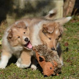 Collie Puppies from 'Twas Collies
