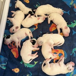 Girl 3 - Blue belton female English Setter puppy in Windham, Connecticut from McFella’s Gun Dogs
