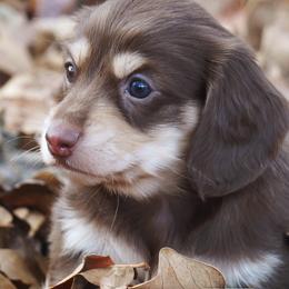 Dachshund Puppies from Liberty Acres OK
