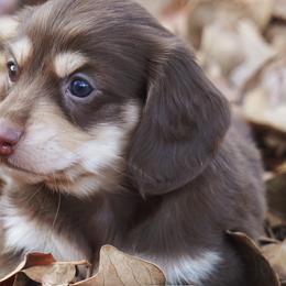 Dachshund Puppies from Liberty Acres OK