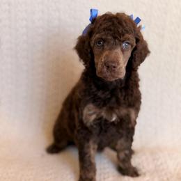 Dream - Phantom female Poodle puppy in Lavonia, Georgia from Peach Blossom Kennels