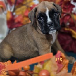 Orange - Fawn female Boxer puppy in Buffalo, Wyoming from Jtbuckingham Boxers