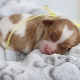 Cavapoo and Saint Bernard Puppies from Horseshoe Drive Kennel