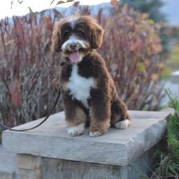 Moose - Bernedoodle