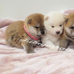 Shiba Inu Puppies from Shiba Paradise