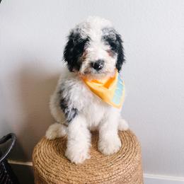 River Orange Collar - Merle male Sheepadoodle puppy in Republic, Missouri from DOOD & Co