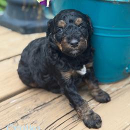 Cruise - Sable female Aussiedoodle puppy in Henry, Illinois from Rowe Farms Doodles