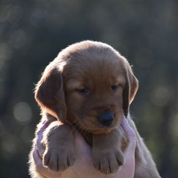 Golden Retriever Puppies from Earley Goldens