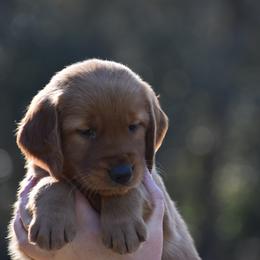 Golden Retriever Puppies from Earley Goldens