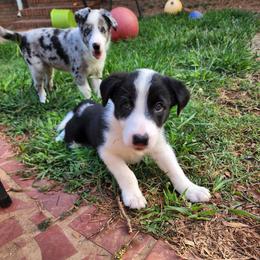 Girl 1 - Border Collie puppy in Gaffney, South Carolina from On the Lamb