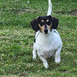 MAISIE - Dachshund