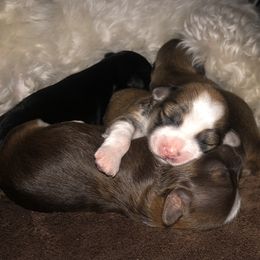 Havanese Puppies from Tzedek Farm