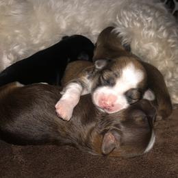 Havanese Puppies from Tzedek Farm