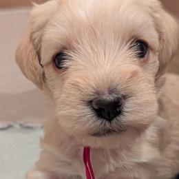 Baby girl - Wheaten female Miniature Schnauzer puppy in Eupora, Mississippi from Mississippi Mini Schnauzers