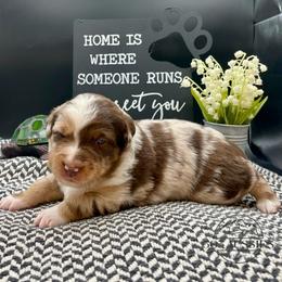 Vivian - Red merle female Australian Shepherd puppy in Thornton, Colorado from 303 Aussies