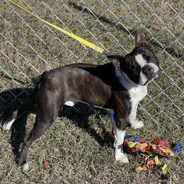 Jasper - Boston Terrier