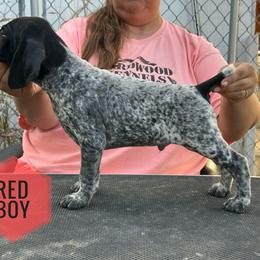 Boy 2 - Black and white male German Shorthaired Pointer puppy in Dearborn, Missouri from Hardwood Kennels