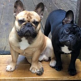 French Bulldog All Grown Up from Amscot French Bulldogs