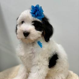 Christmas Vacation - Tri-color female Bernedoodle puppy in Hegins, Pennsylvania from Bubbling Springs Doodles, LLC