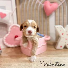 Valentino - Caramel red male Australian Labradoodle puppy in Palmdale, California from Doodles_Ko