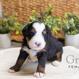 Grey - Tri-color female Bernedoodle puppy in Alpharetta, Georgia from Doodles of Buckhead